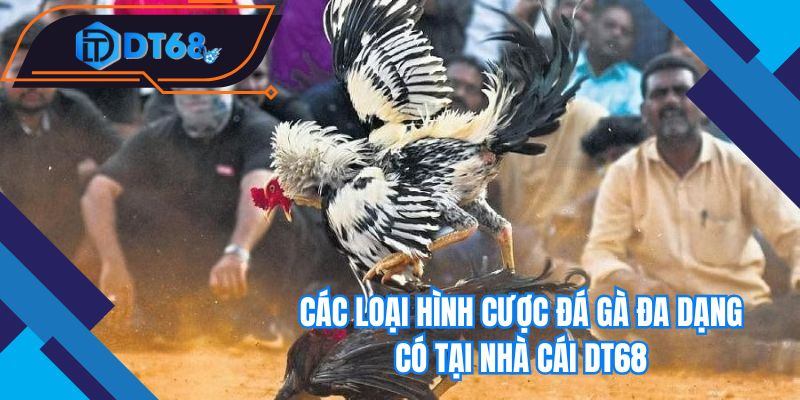 Các loại hình cược đá gà đa dạng có tại nhà cái Nhà cái DT68