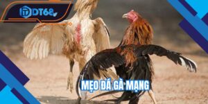 meo-da-ga-mang
