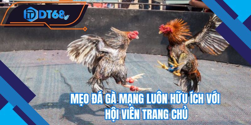 Mẹo đá gà mạng luôn hữu ích với hội viên trang chủ