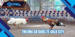 truong-ga-quoc-te-gold-city
