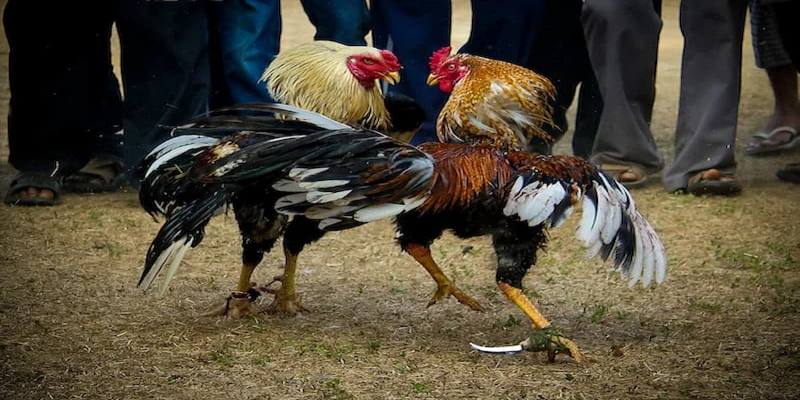 Bật mí kinh nghiệm chơi đá gà cựa dao hiệu quả