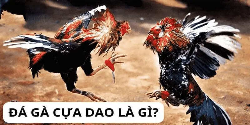 Tìm hiểu loại hình đá gà cựa dao